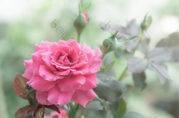 花园里美丽的粉<strong>红色玫瑰</strong>，背景为bl的粉<strong>红色玫瑰</strong>