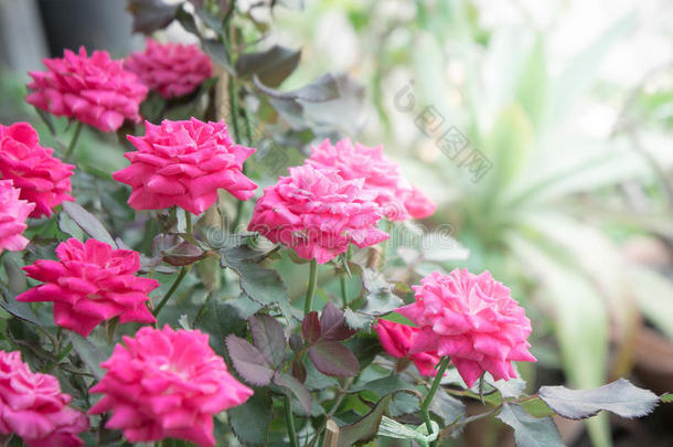 花园里美丽的粉红色玫瑰，背景为bl的粉红色玫瑰