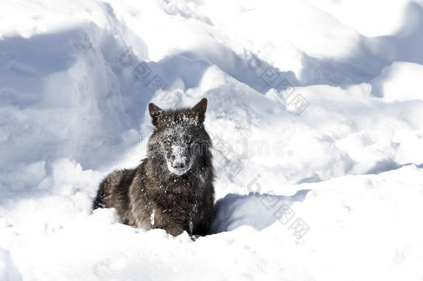 在加拿大的冬季雪中，一只孤独的黑狼犬狼疮被隔离在白色的背景上，坐着一张覆盖着雪的脸
