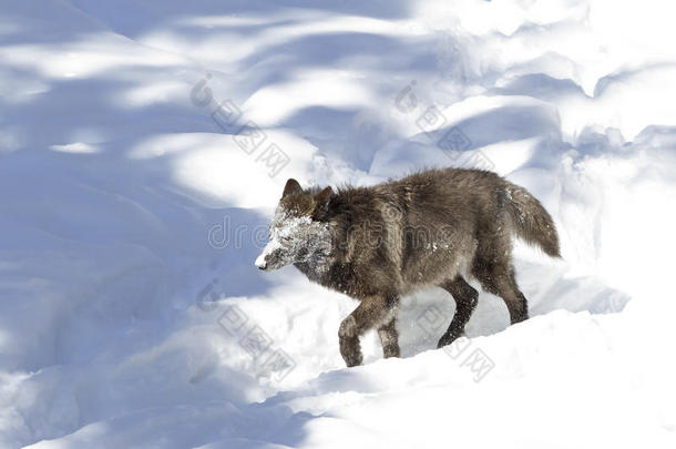 在加拿大的冬季雪中，一只孤独的黑狼犬狼疮在白色背景上被隔离，带着白雪覆盖的脸行走