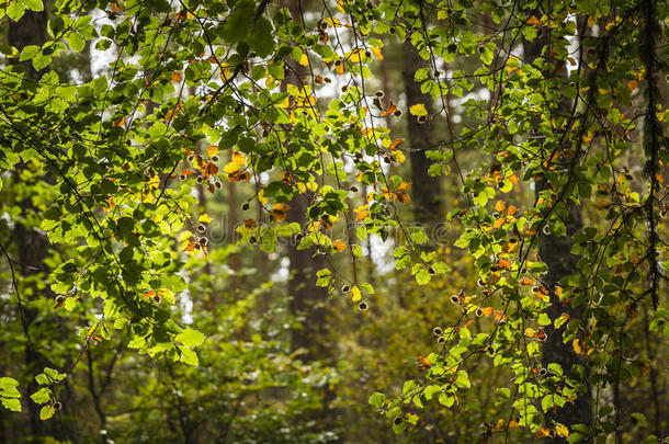 苏格兰托布雷克森林的秋天山毛<strong>榉树</strong>叶。
