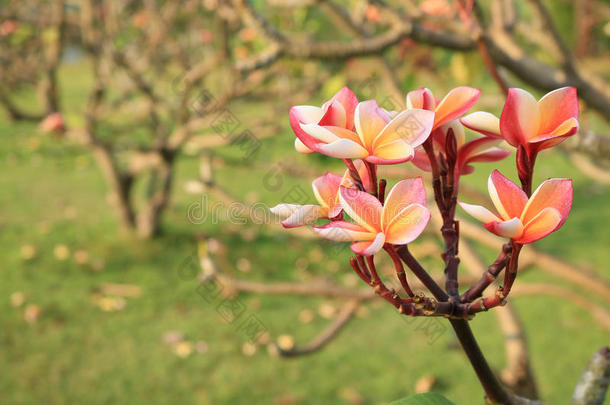 花园里的鸡蛋花