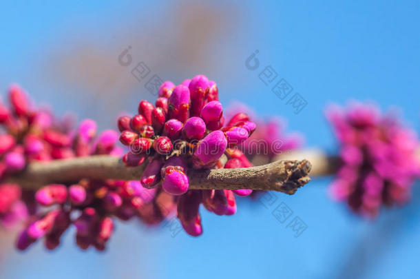 春天开花的树，有粉红色的花芽