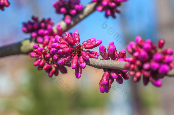 春天开花的树，有粉红色的花芽