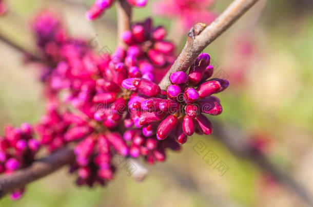 春天开花的树，有粉红色的花芽