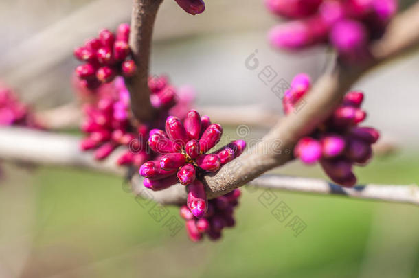 春天开花的树，有粉红色的花芽