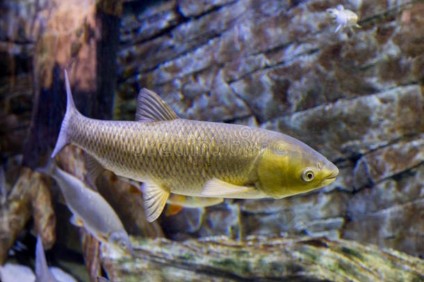 阿穆尔河水族馆水生的大的底部