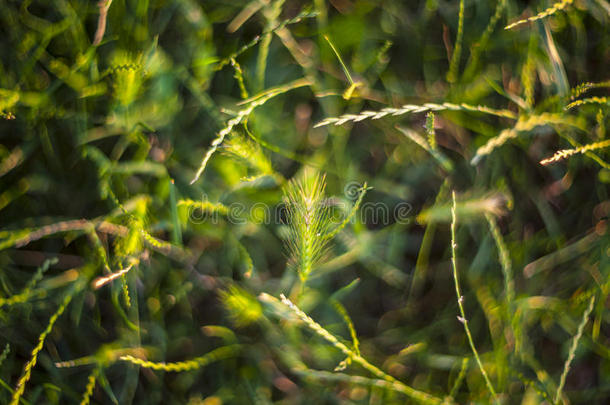 日落时的草，柔和的焦点图像效果