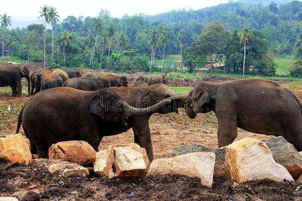 丛林背景下的一大群棕色大象