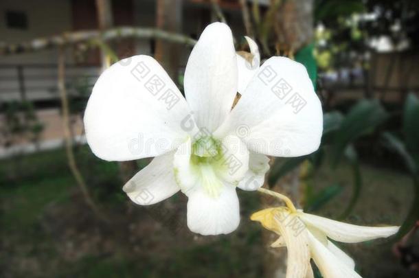 美丽的兰花。 白色树状索尼娅