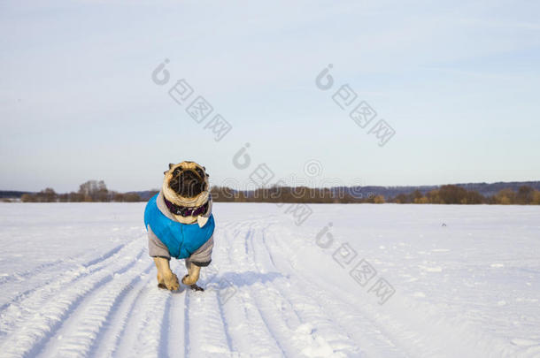 冬天狗在白雪覆盖的路上跑。 穿蓝色<strong>衣服</strong>的<strong>小狗</strong>