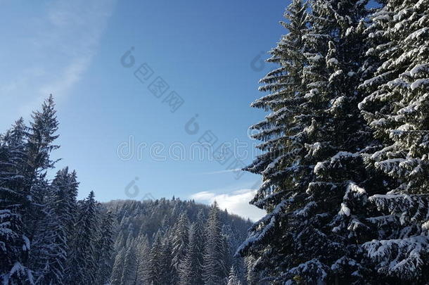 美丽的降雪与森林树木和<strong>雪原</strong>