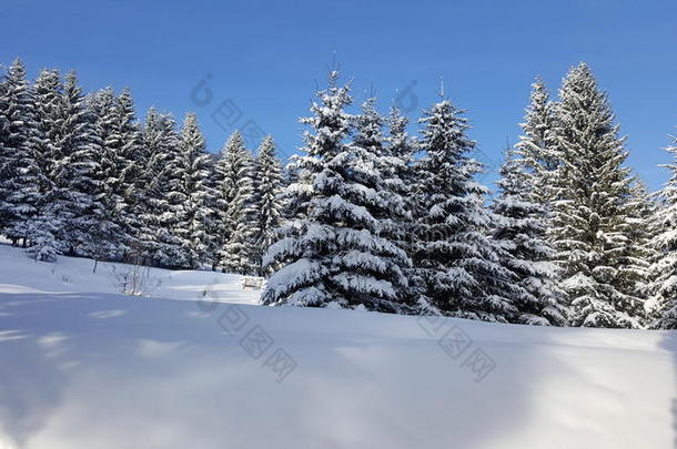 美丽的降雪与森林树木和雪原