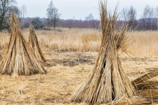 秋天芦苇<strong>藤条</strong>颜色<strong>植物</strong>区系