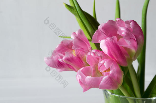 白色背景上新鲜粉红色郁金香的花束