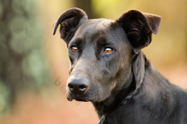 黑色拉布拉多杜宾混合品种狗