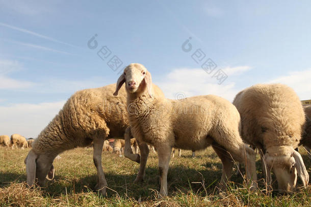 动物国内的母羊一大群羊群