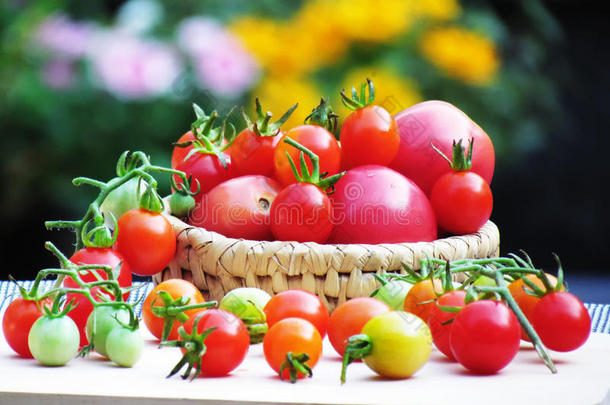 新鲜西红柿有多种颜色和大小，放在篮子里，放在桌子上的木板上