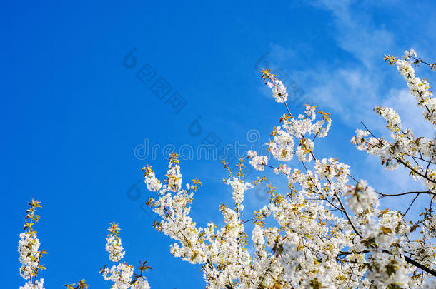 蓝天下春暖花开
