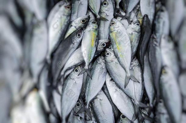 斯里兰卡当地市场的新鲜鱼。