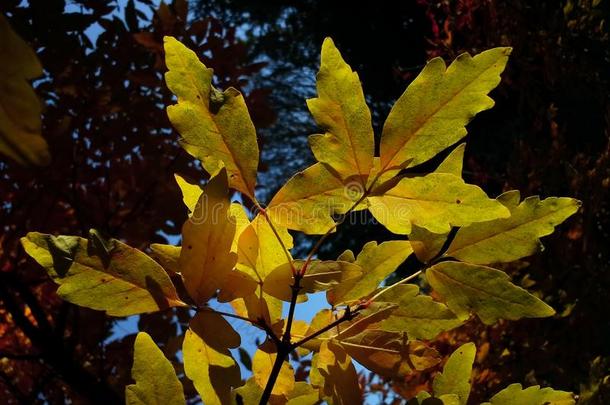 槭树每年落叶的黄昏傍晚树叶