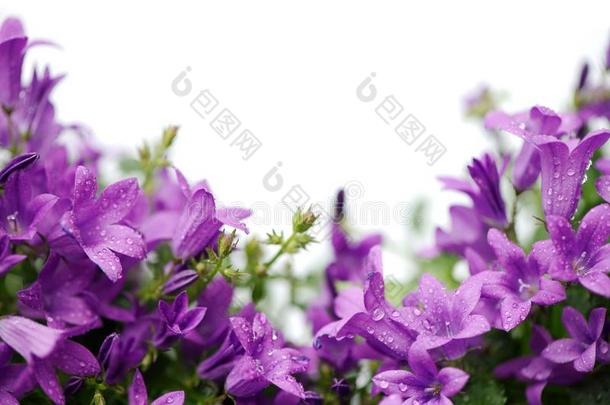 卡片上有紫色的Campanula花，隔离在白色上