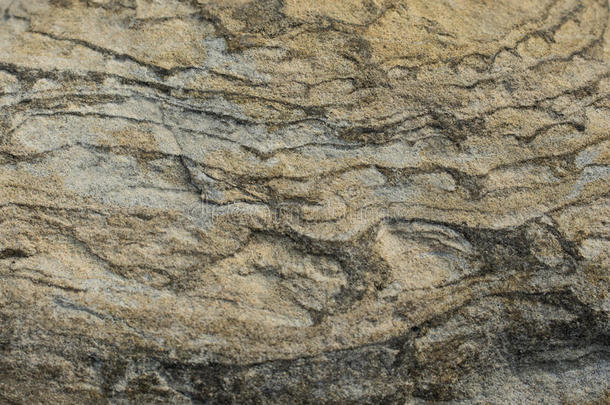 混合成的片麻岩灰色光混合岩