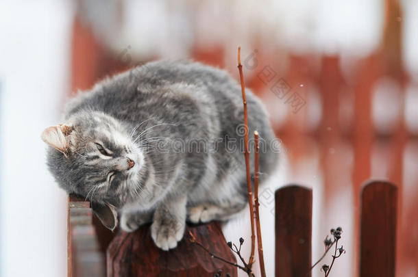 可爱的塔比小猫在春天抚摸着木栅栏