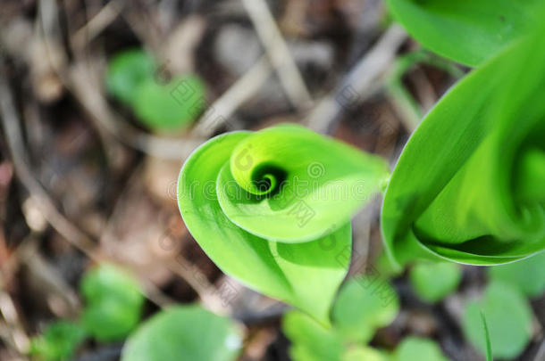 绿色花朵生命的开始。 螺旋植物叶片。