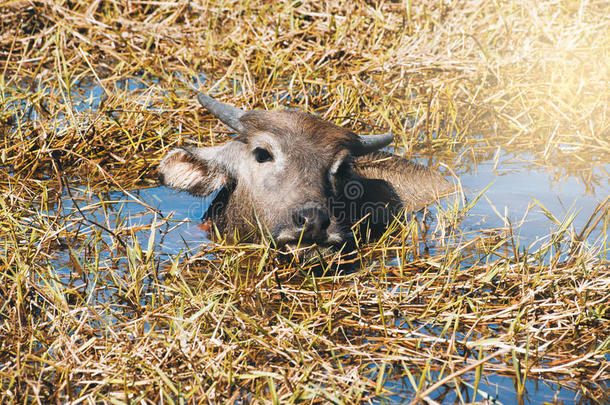 水牛在湖边的沼泽泥中休息。