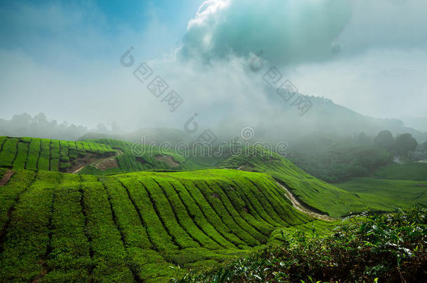 卡梅隆高地茶园，马来西亚