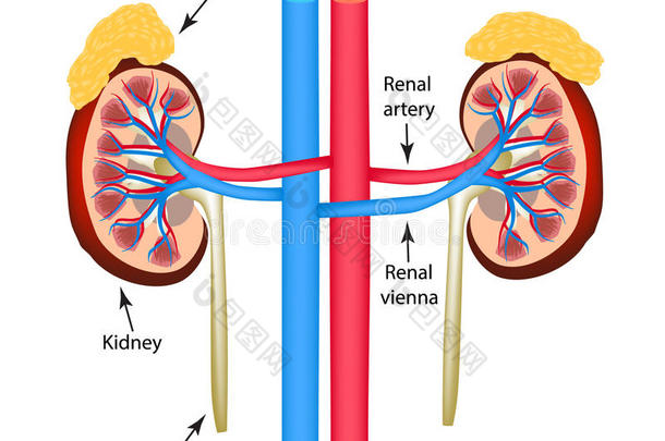 <strong>肾</strong>上腺<strong>解剖</strong>学<strong>解剖</strong>主动脉动脉