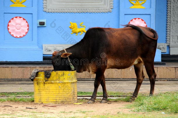 科伦坡街头的奶牛。