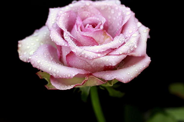 温柔的玫瑰