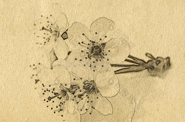 粗糙的背景与<strong>纸张纹理</strong>和樱桃树枝与花。