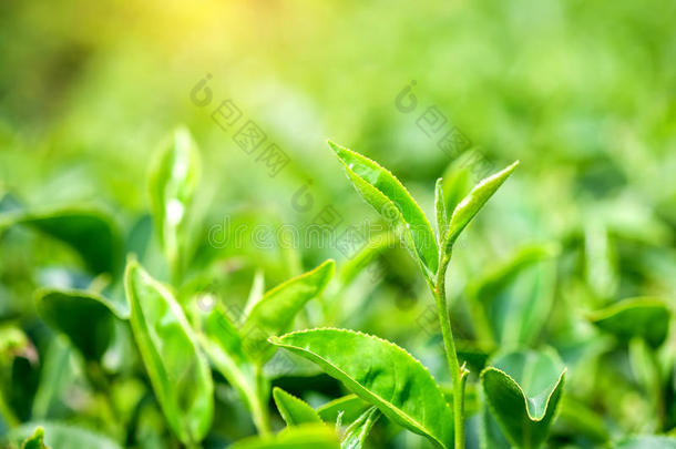 绿茶叶子。