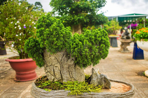 越南达拉特花卉公园杉木盆景