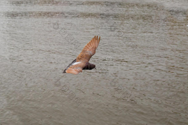 棕色鸽子飞行计划是广泛伸展的翅膀
