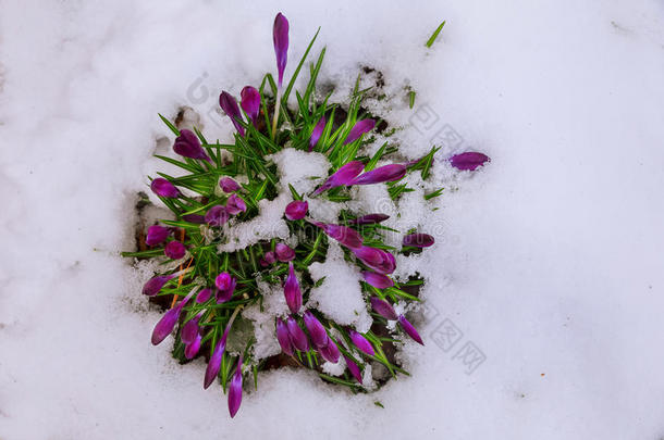 初春雪中紫番红花