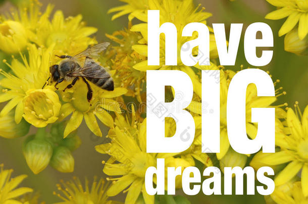 一只蜜蜂在黄花上写着鼓舞人心的名言