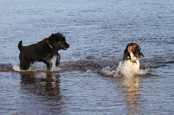 一只可爱的英国斯普林格猎犬和一只可爱的纽芬兰小狗，在苏格兰的海里玩耍。