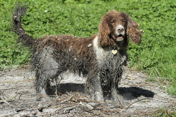 一只顽皮的英国斯普林格猎犬，一直在沼泽里游泳，然后完成外观，在一个古老的篝火中翻滚。
