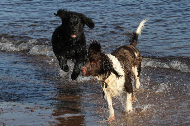 一只可爱的英国斯普林格猎犬和一只可爱的纽芬兰小狗，在苏格兰的海里玩耍。