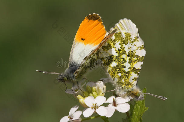一种交配对美丽的橙色尖端蝴蝶，蒽酮胺，栖息在一朵花上。