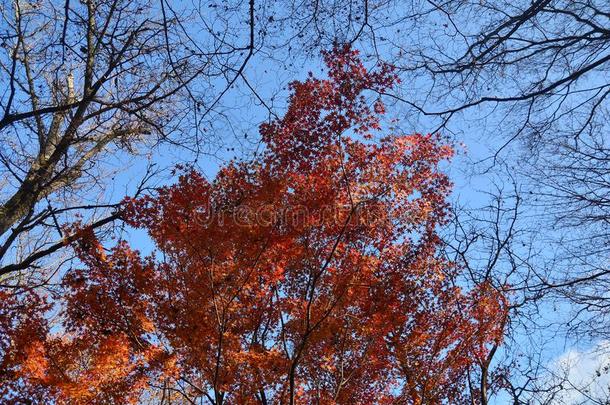 秋天的森林。 树木图案。 <strong>仰望</strong>蓝天。