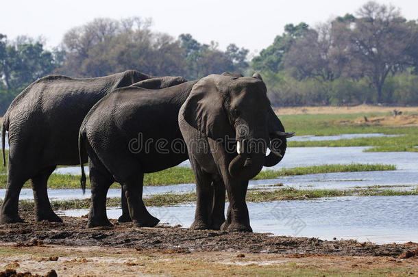 大象在奥卡万戈三角洲旁边冷却，这是世界上最大`天然内陆水道