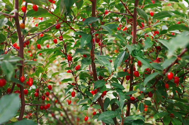小檗灌木，有红色浆果和绿色叶子
