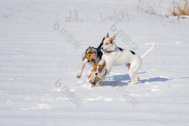 狗攻击巴森吉狗，同时在一场新鲜的雪上玩耍