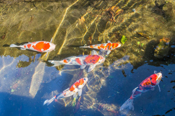 五颜六色的锦鲤花式垃圾在城市沟渠的清澈的水中游泳