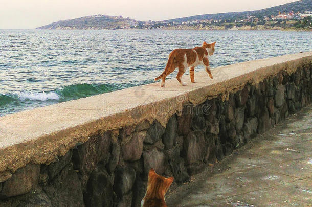 猫在墙上和海